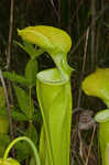 Green pitcherplant